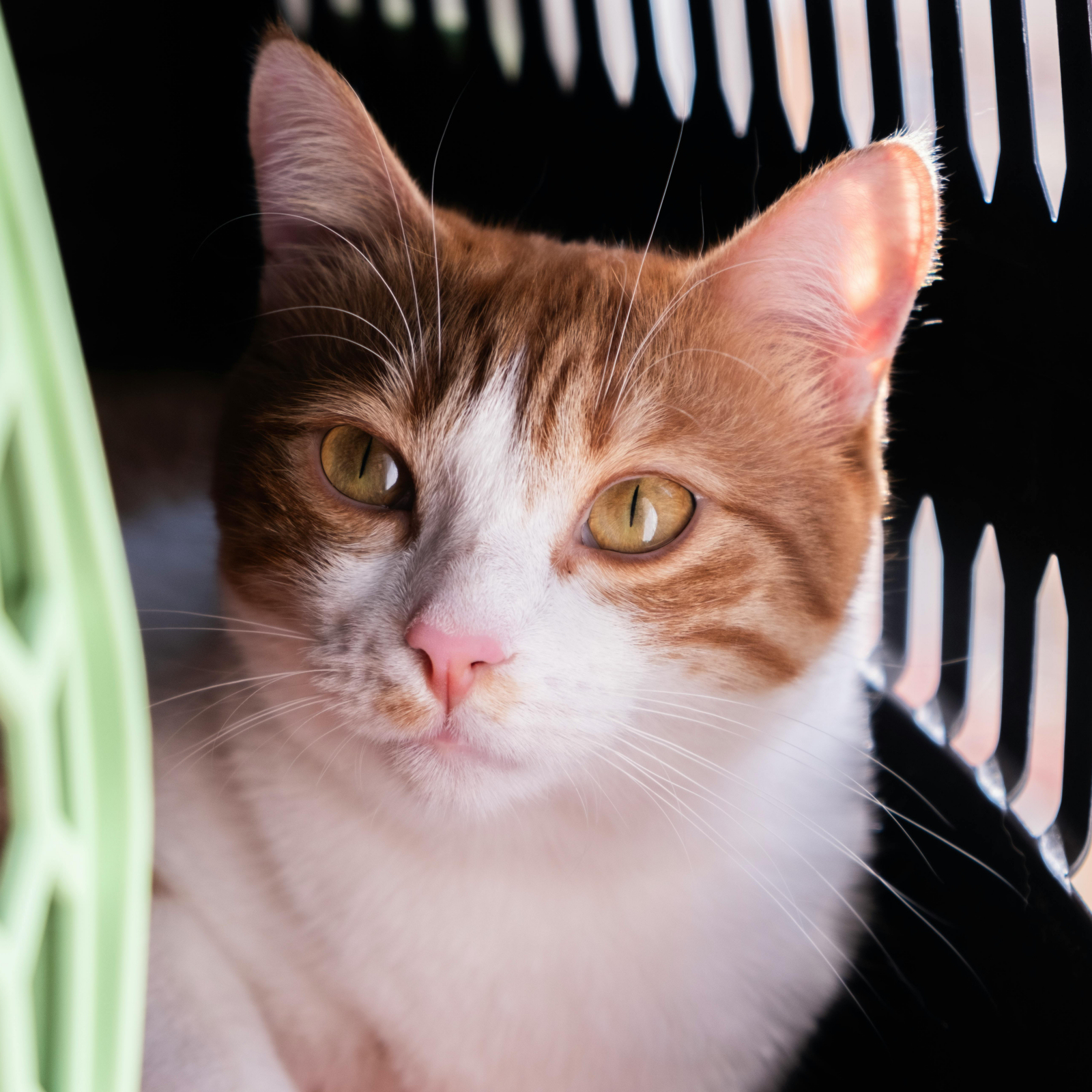 Happy National Pet Travel Safety Day! 🐾🚗